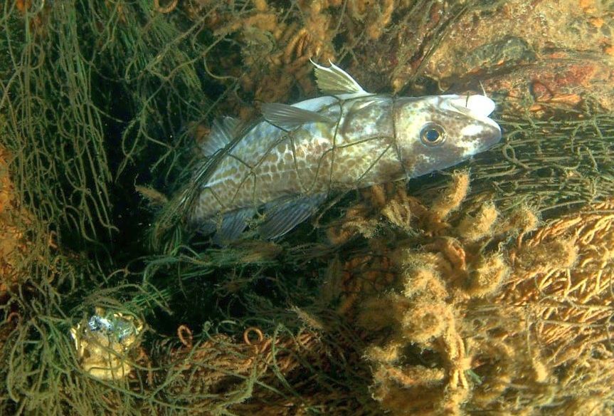 Spøgelsesnet i Lillebælt_Scientific Diving Association