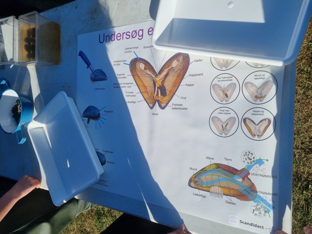 Plakat om muslinger
